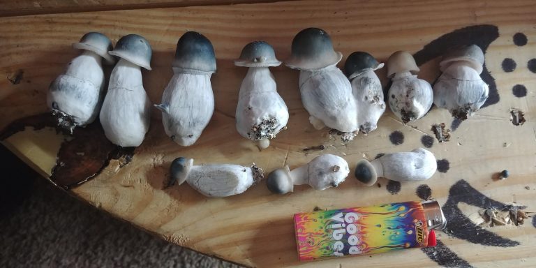 Albino Penis Envy Ape Mushroom Effects Potency And More