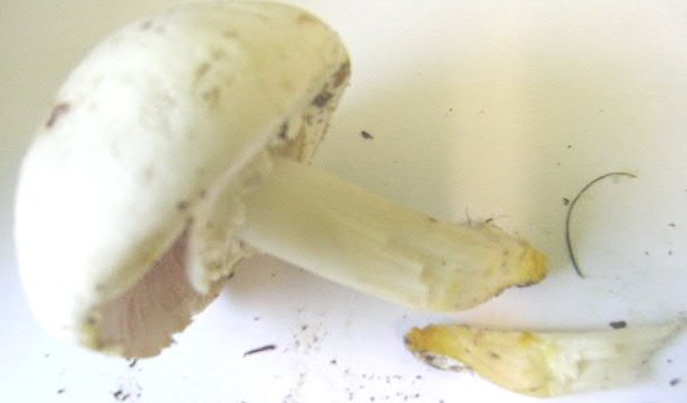 Agaricus xanthodermus