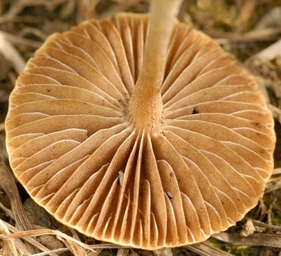 Agrocybe paludosa gills