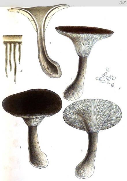 Ampulloclitocybe clavipes Drawings