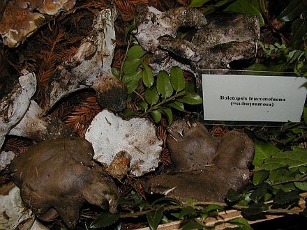 Boletopsis leucomelaena