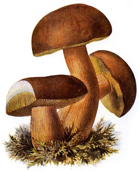 Boletus badius Drawing