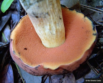 The Pores of Boletus queletii