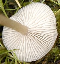 Clitocybe fragrans gills