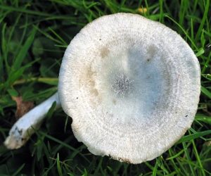 Clitocybe odora