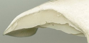 Clitocybe odora Gills