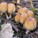 Coprinellus micaceus