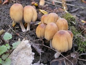 Coprinellus micaceus