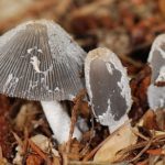 Coprinopsis lagopus