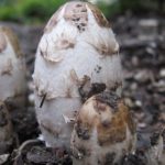 Coprinus comatus