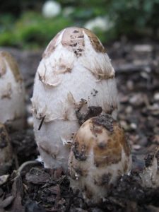 Coprinus comatus