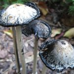 Coprinus comatus long stems