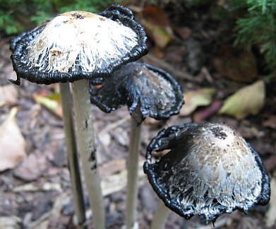 Coprinus comatus long stems