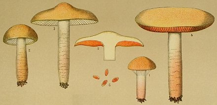 Cortinarius collinitus Drawing