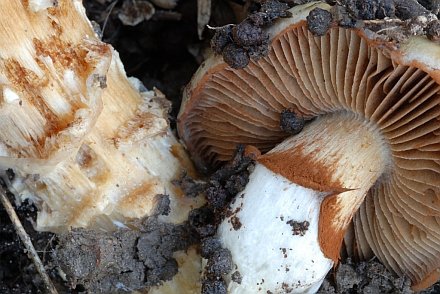 Cortinarius collinitus Gills