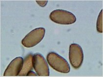 Cortinarius violaceus Spores