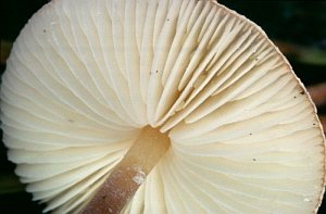 Cystolepiota seminuda Gills