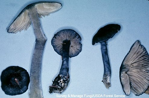 Entoloma nitidum