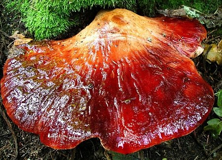 Fistulina hepatica