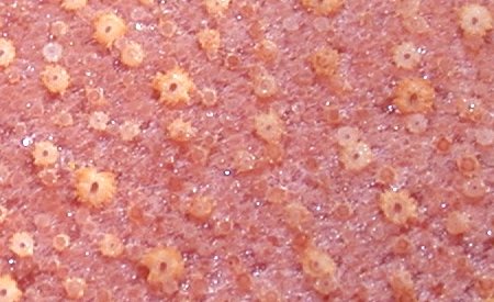 The pore surface of Fistulina hepatica