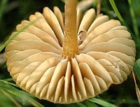 Galerina clavata Gills