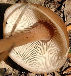 Gymnopus confluens Gills