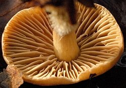 Gymnopus peronatus Gills