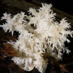 Hericium coralloides