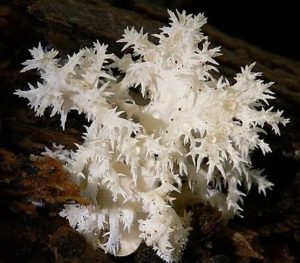 Hericium coralloides