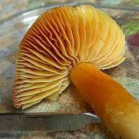 Hygrocybe punicea Gills