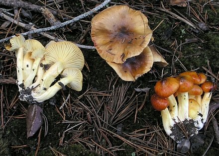 Hygrophorus hypothejus young and old