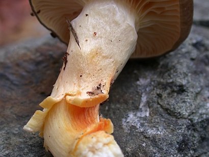 Hygrophorus hypothejus brusiing