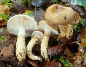 Hygrophorus persoonii