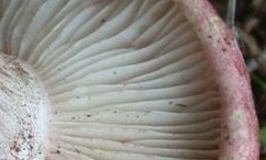 Hygrophorus russula Gills