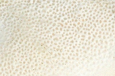 The pore surface of Ischnoderma resinosum