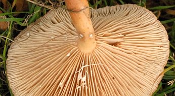 Lactarius acris Gills