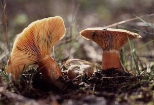 Lactarius deterrimus