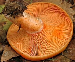 Lactarius deterrimus Gills