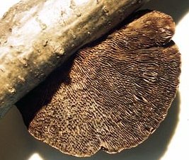 An underside view showing the gills of the medicinal mushroom Lenzites betulina