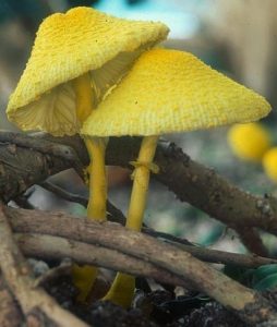 Leucocoprinus birnbaumii