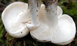 Lyophyllum connatum Gills