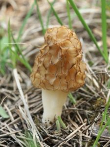 Morchella esculenta