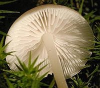 Mycena laevigata Gills