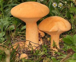 Phaeolepiota aurea