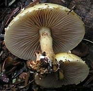 The underside of Pholiota adiposa, showing the gills