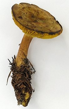 Phylloporus rhodoxanthus