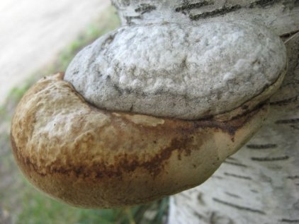 Piptoporus betulinus