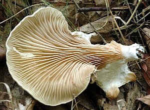 Pleurocybella porrigens Gills