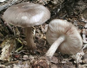 Pluteus cervinus