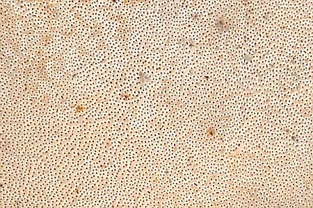 The pore surface of P. leptocephalus.